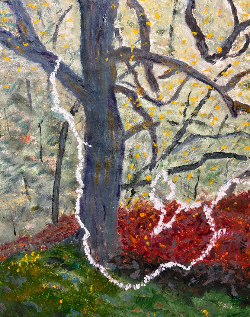 Old Man's Beard Fungus